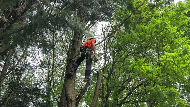 Best Tree and Shrub Care  in Kyle, SD