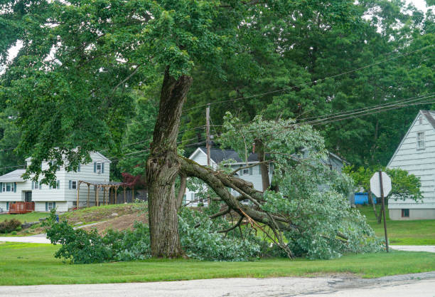 Best Tree Mulching  in Kyle, SD