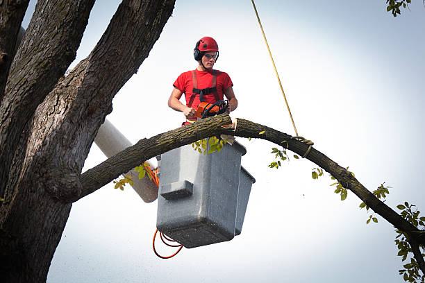 Best Palm Tree Trimming  in Kyle, SD