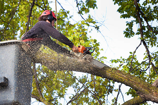 Trusted Kyle, SD Tree Services Experts